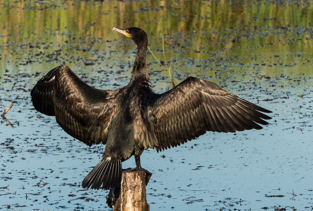 Natuurlijk leiderschap