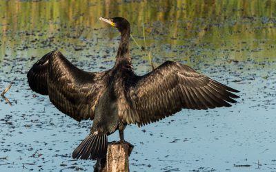 Natuurlijk leiderschap