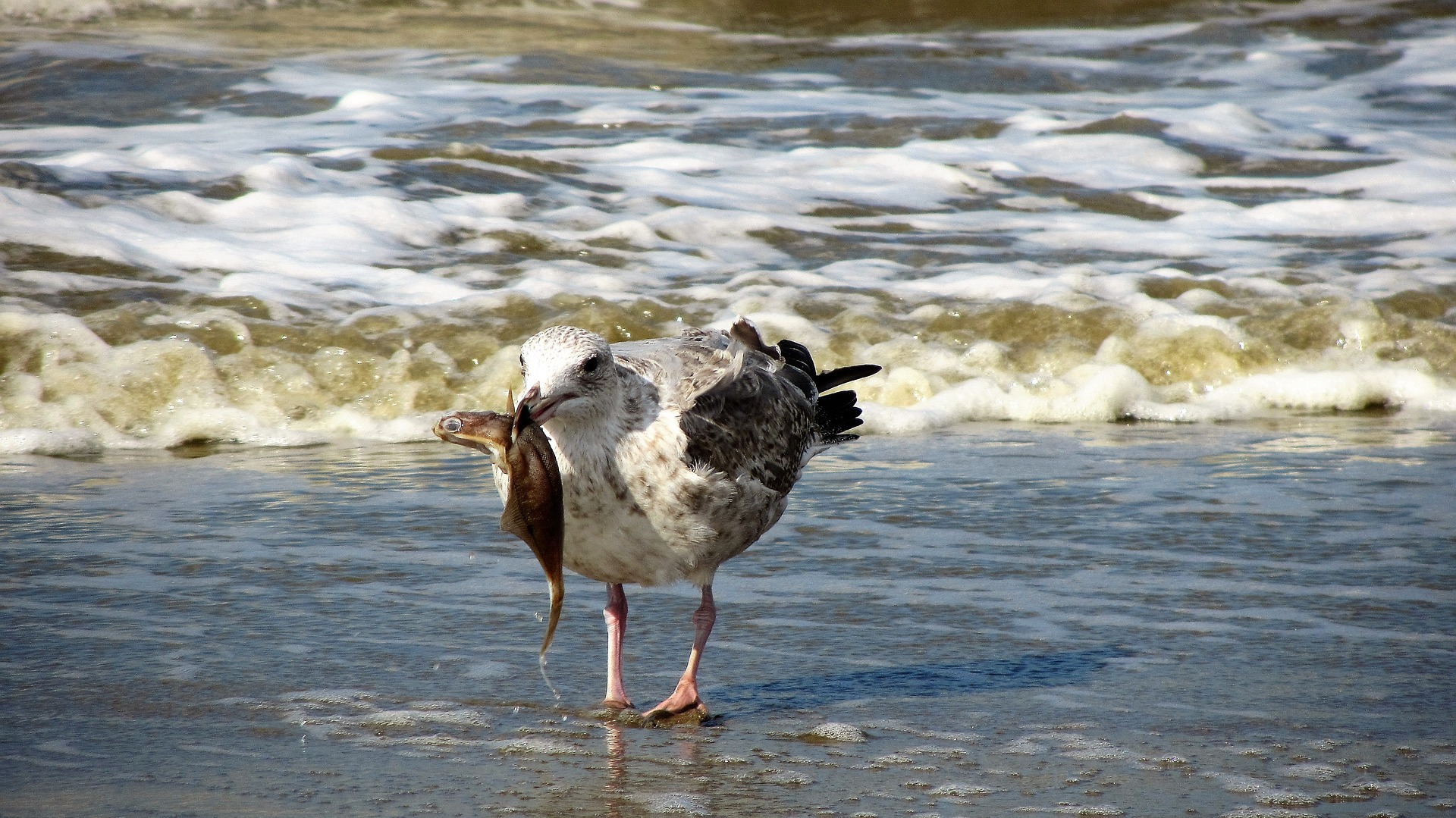 seagull-g9c8ef7df1_1920 Anker van Geloof